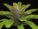 Vriesea Hieroglyphica